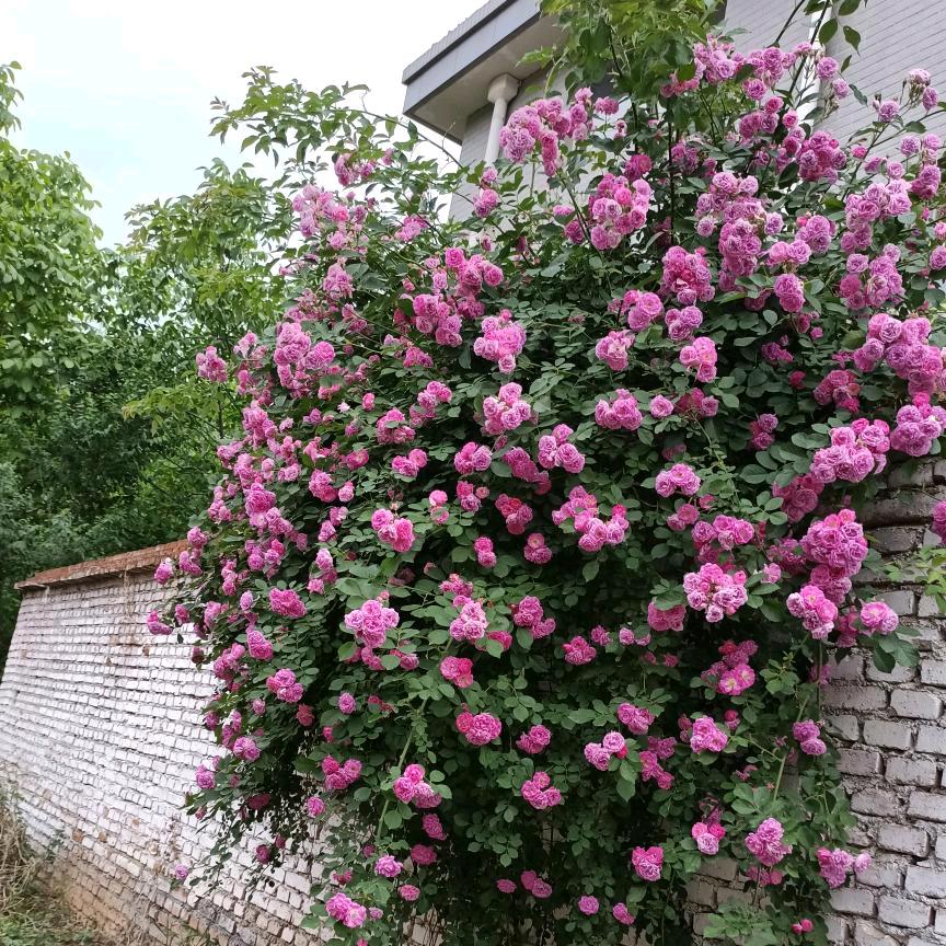 王家闺女🌸🌸拒私聊🌸🌸