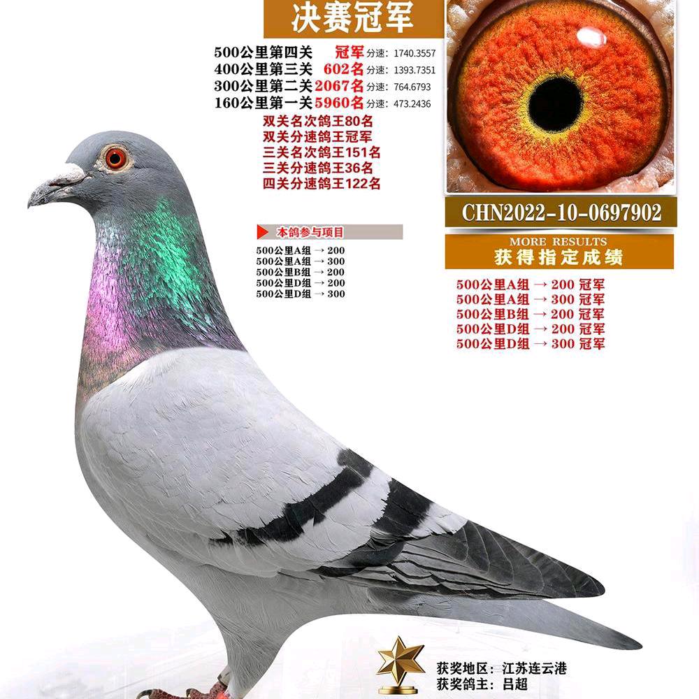 养鸽大户