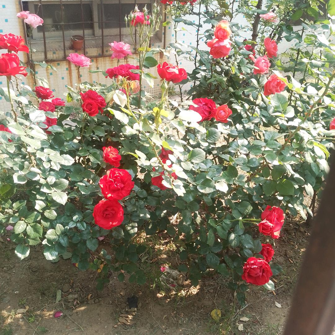 张guangjin