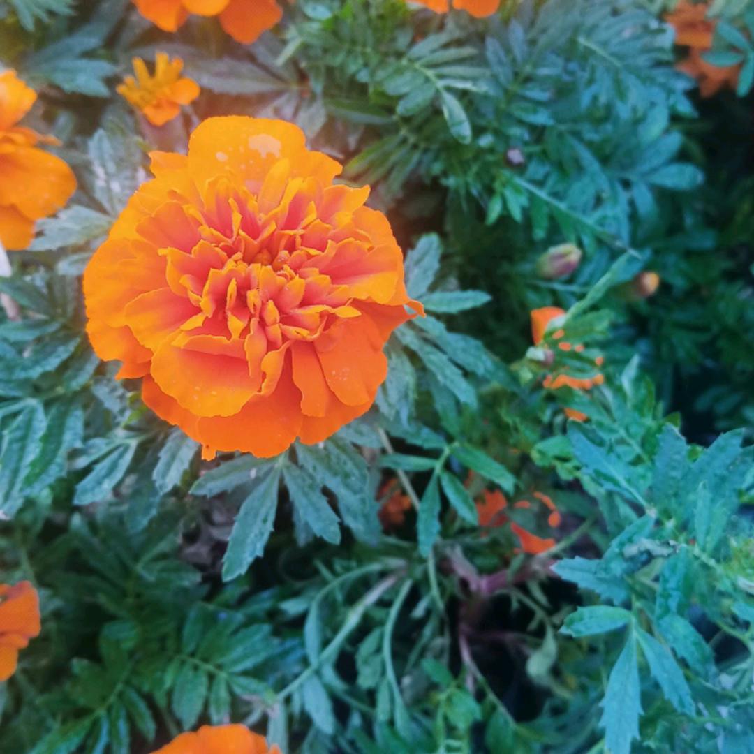 辉县说媒龙姐（60 70同龄人看过来）