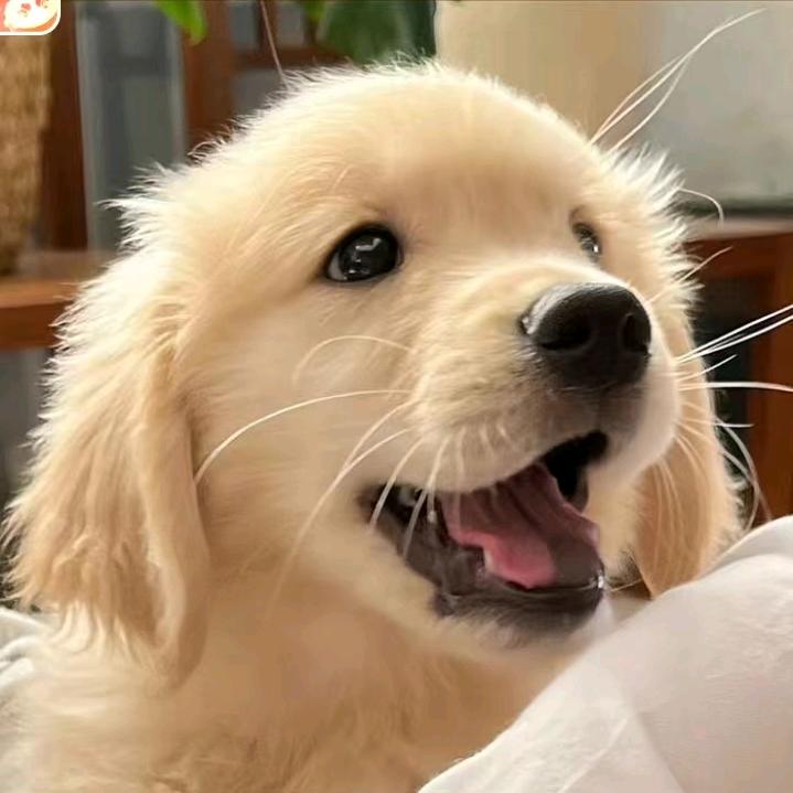 晓晓