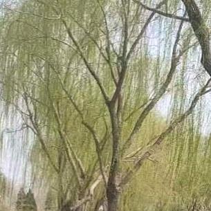 幸福的人