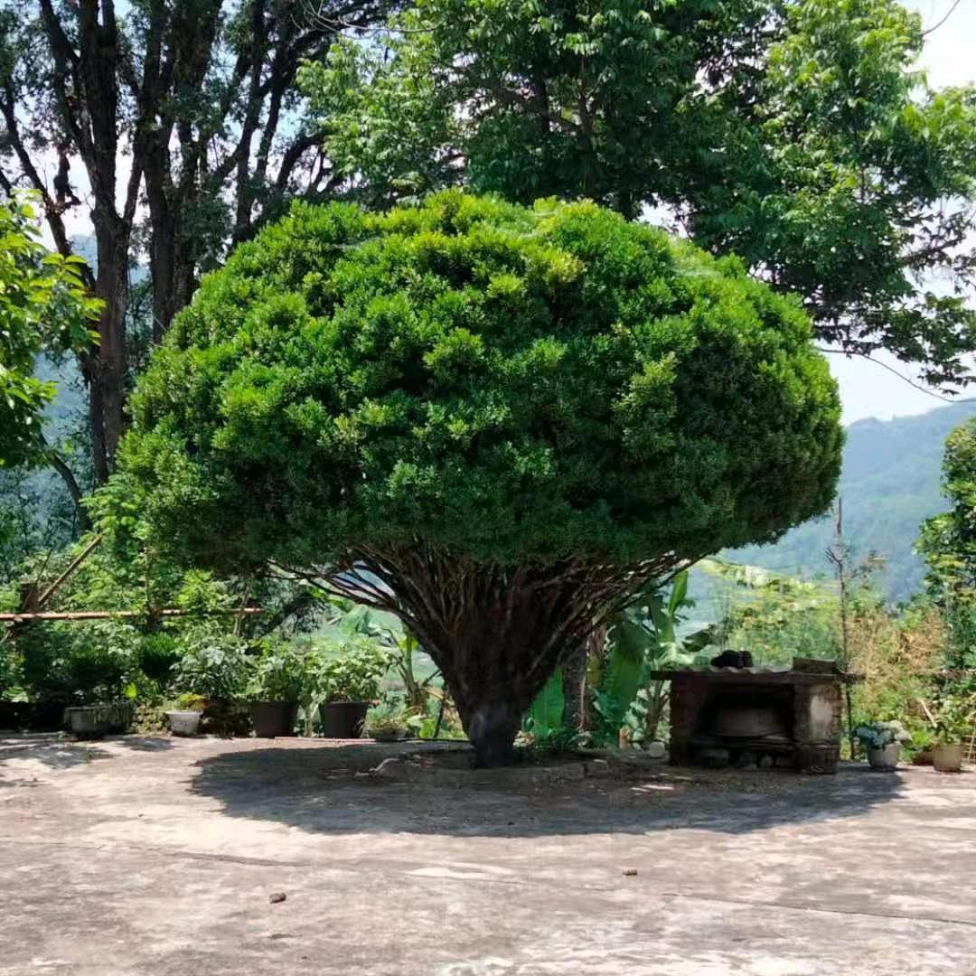 鲜锋山货.