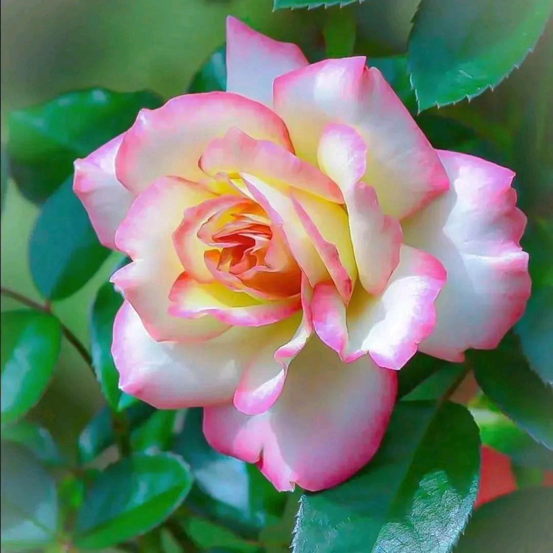 爱唱歌慧姐（欢迎家人们走进我的直播间）