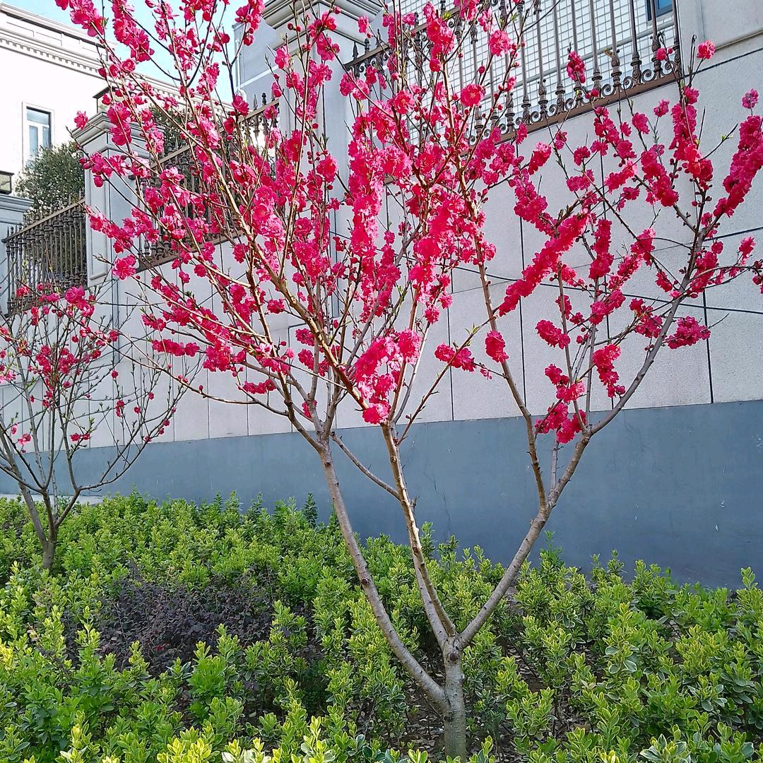 🌷🌺桃花朵朵开🌸🌸🌸