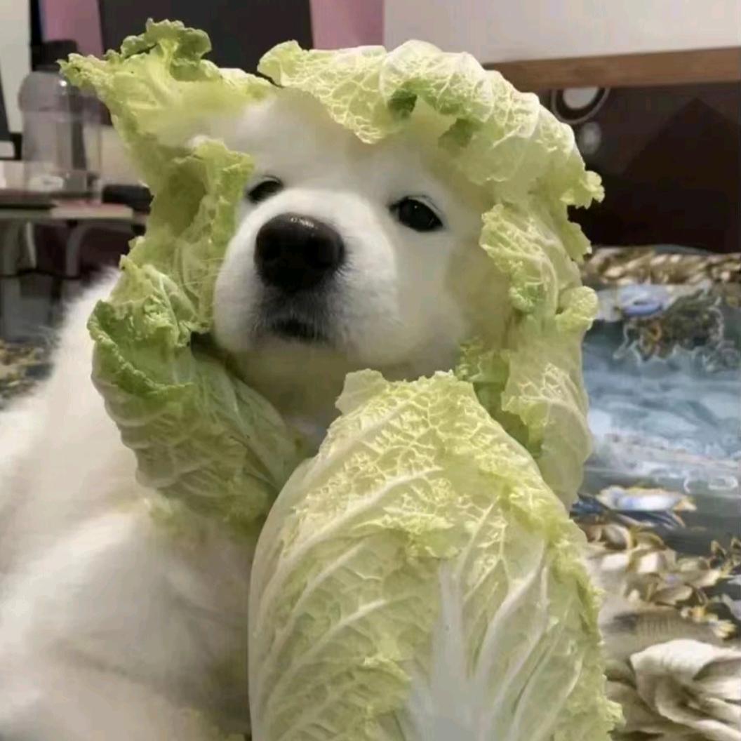 于豆豆