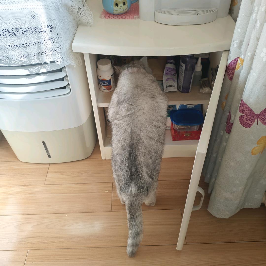 诺诺是只猫