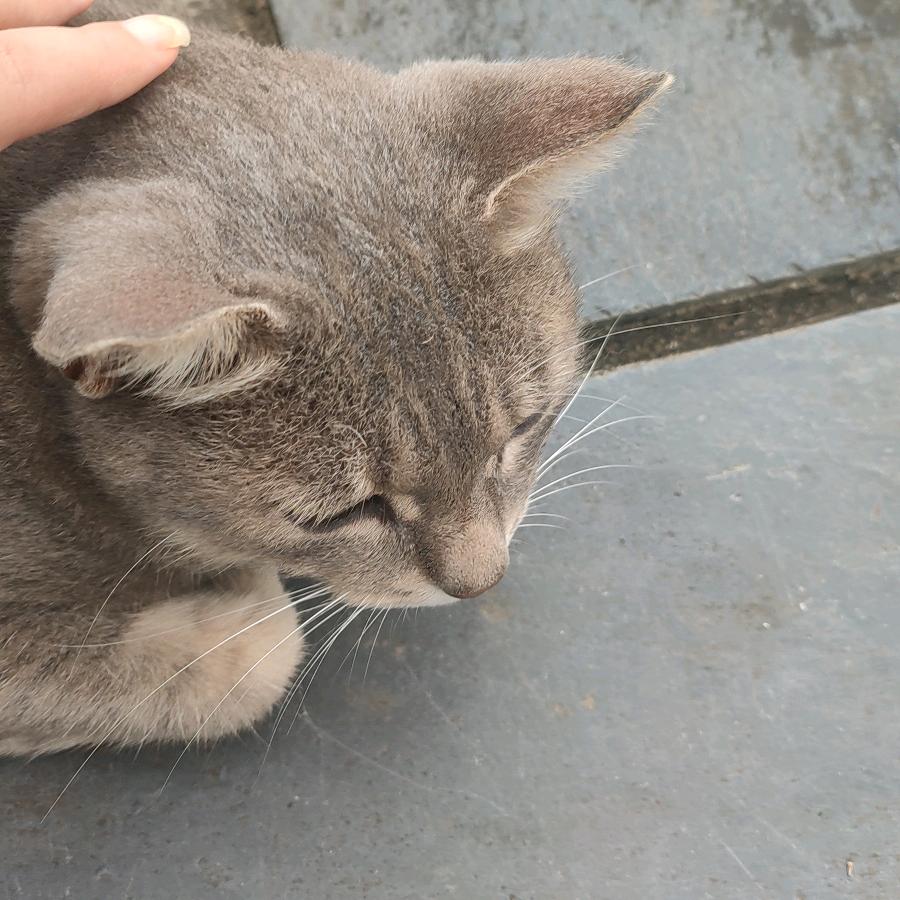 小游鸭