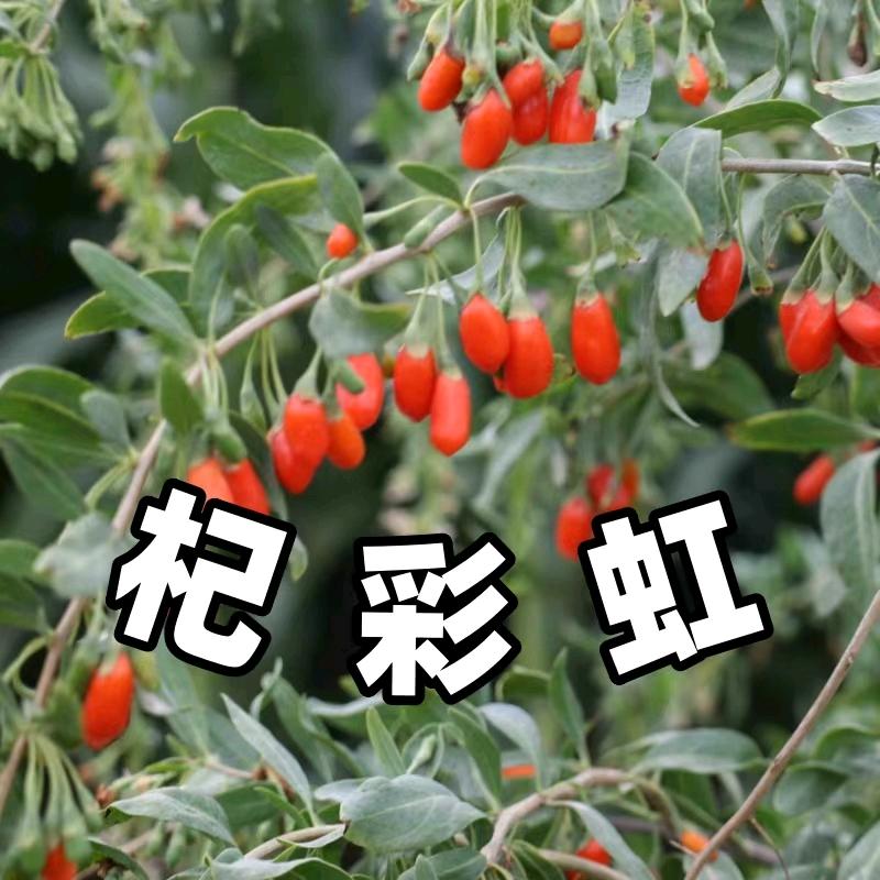中宁杞彩虹枸杞