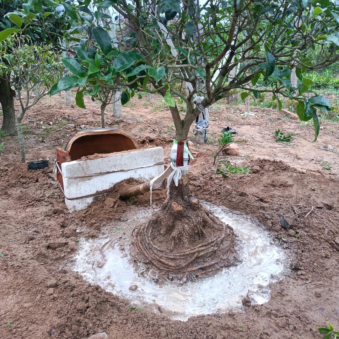 崂山滨海古奇园艺工作室