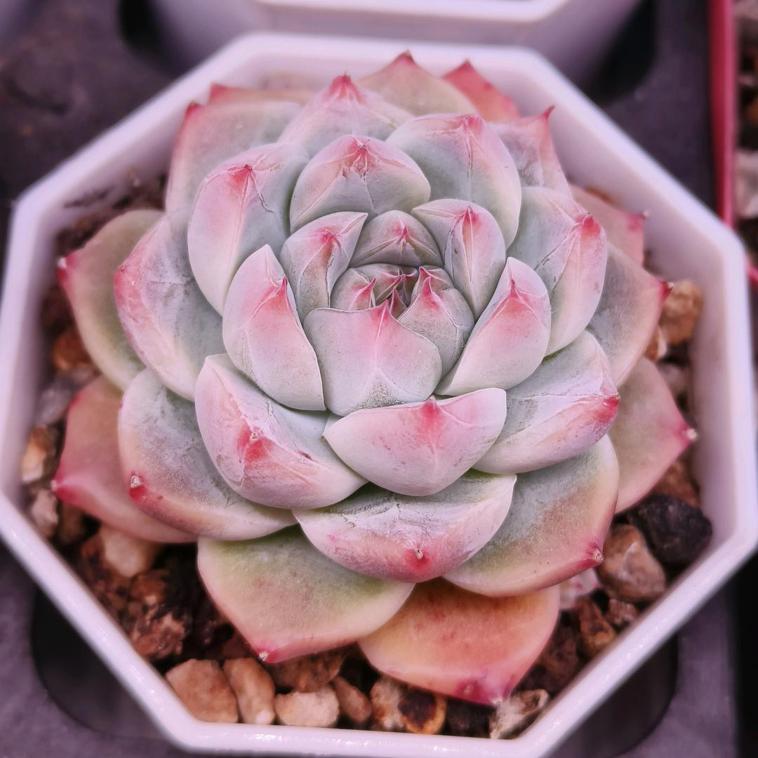 山药
