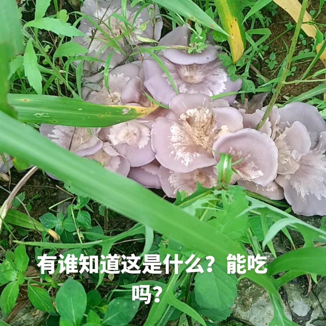 草稿本