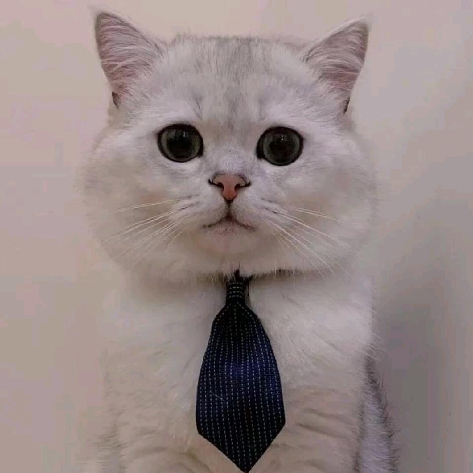 冷颜　　　　　　🪳