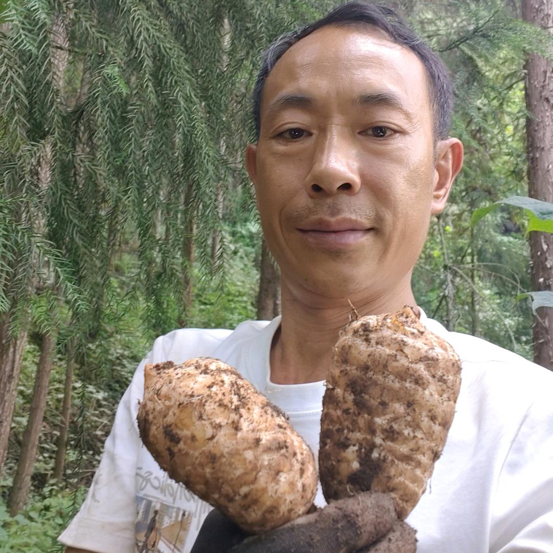 彝良县兰科生物有限公司天麻产业链彝良县洁