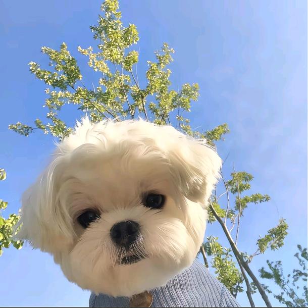 王大圣