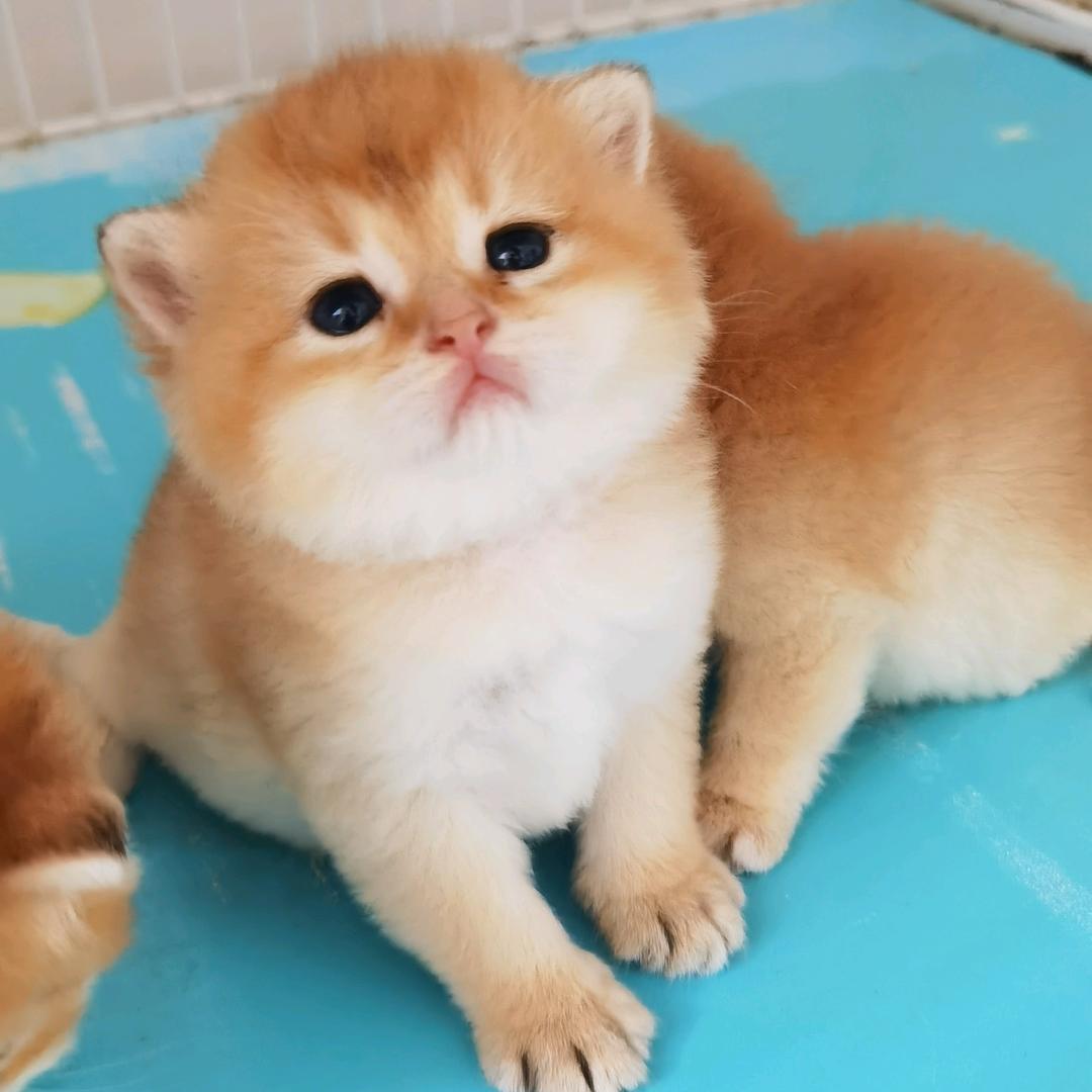 小吴繁育猫