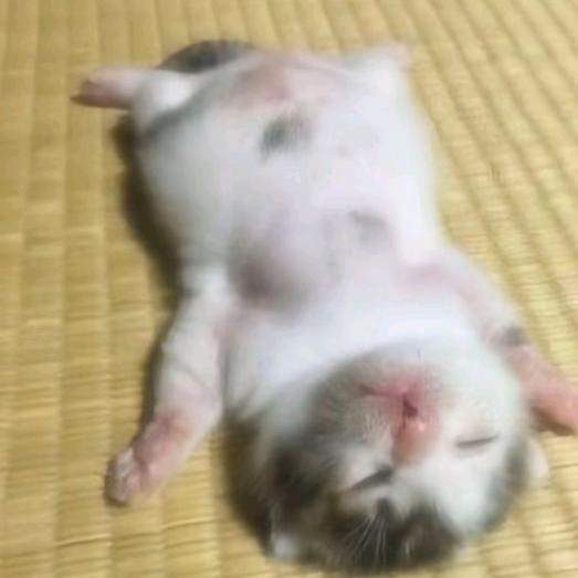 自闭猫猫人