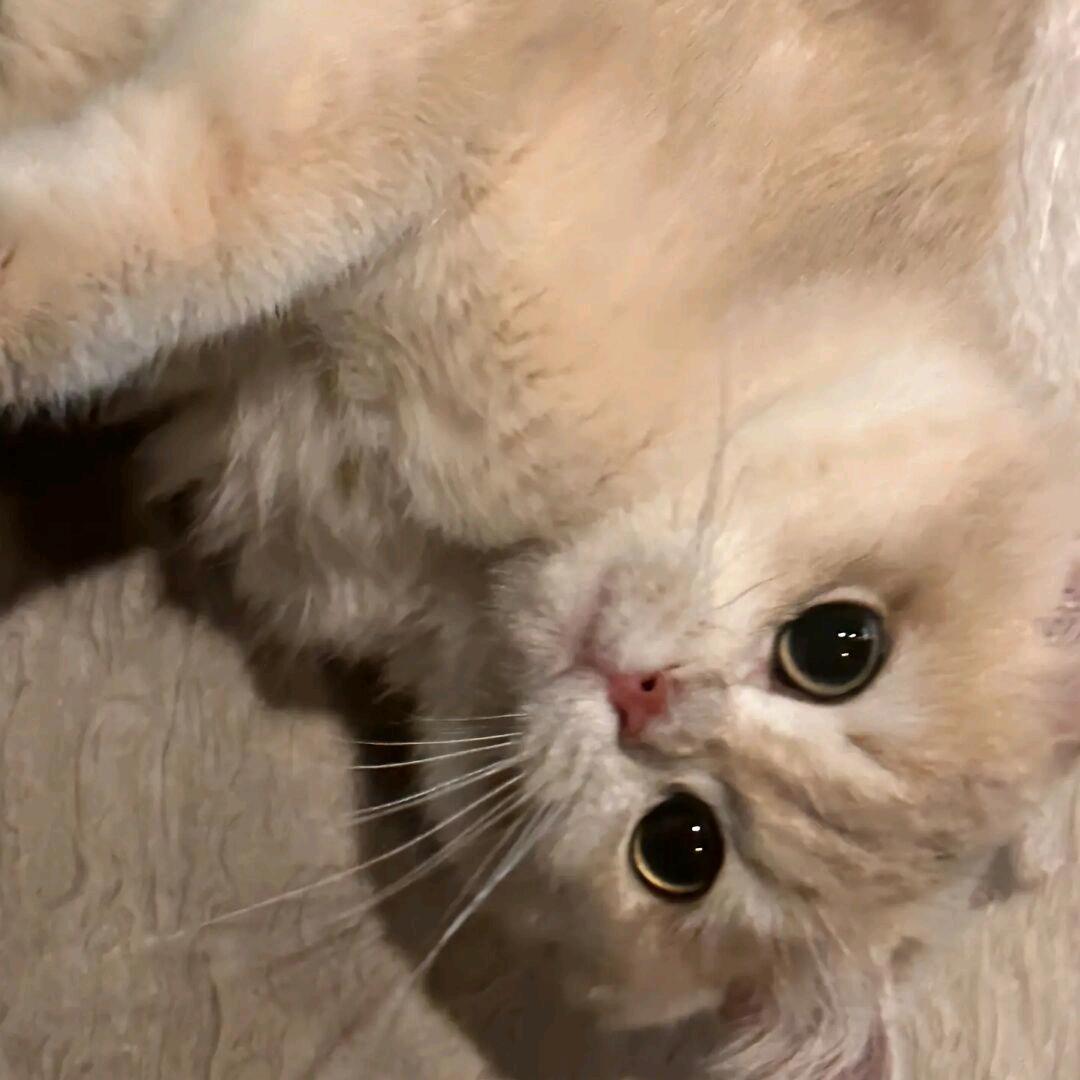 脆骨丸