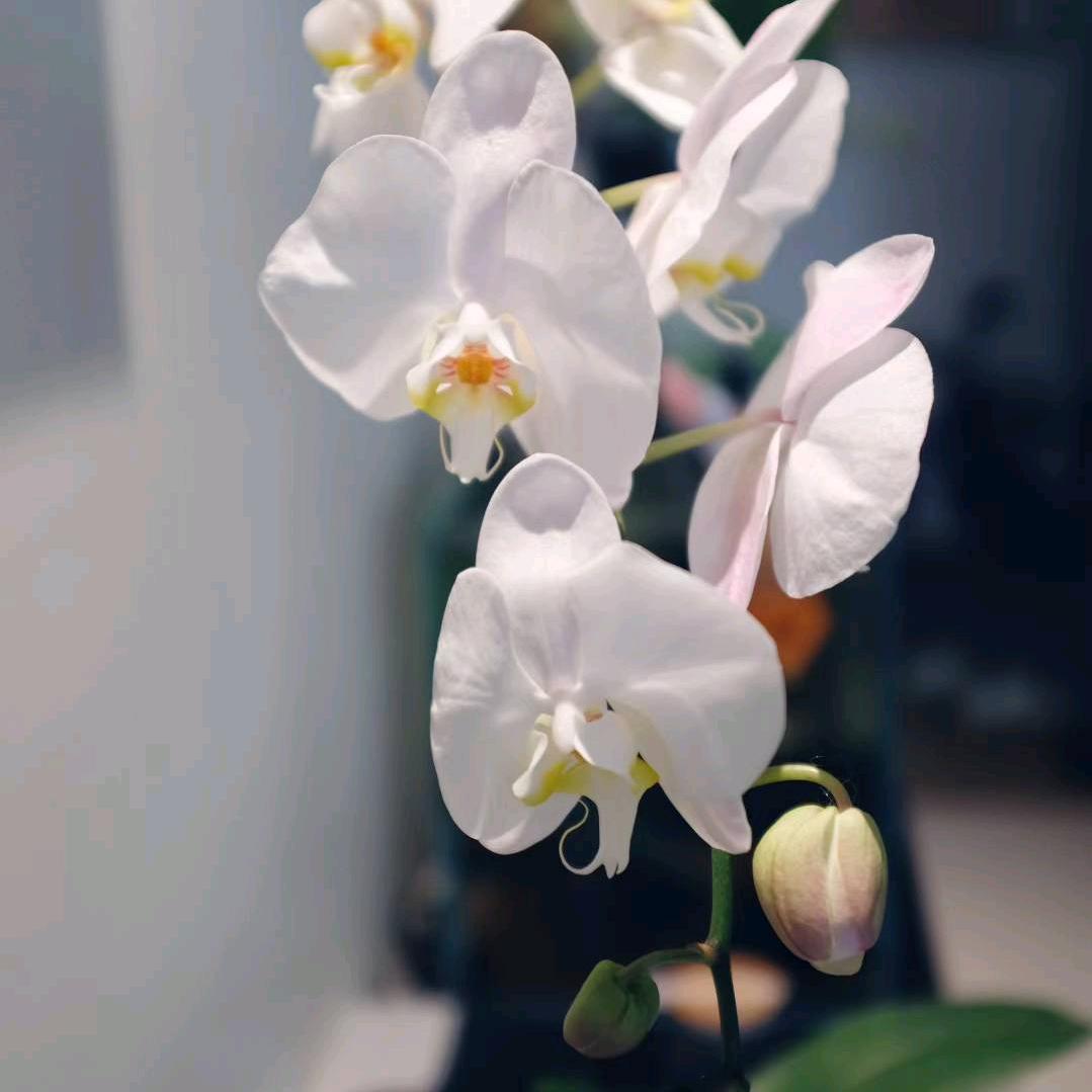 手…放开
