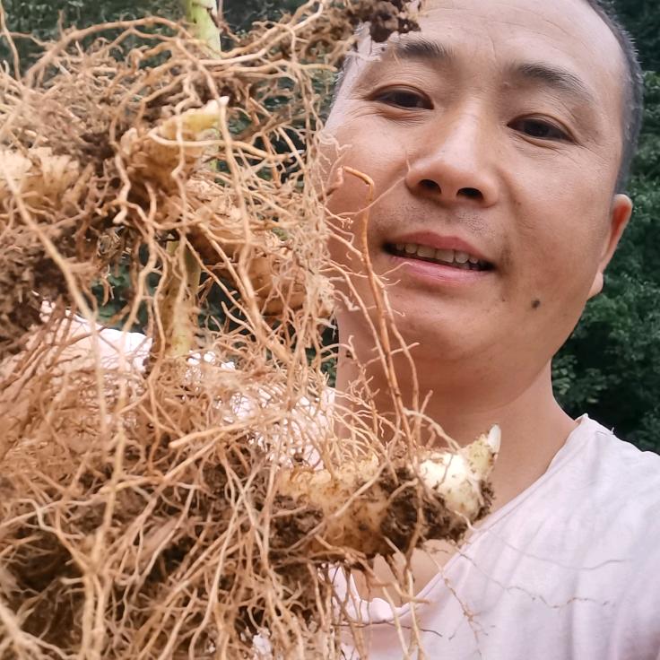 小龙九华黄精