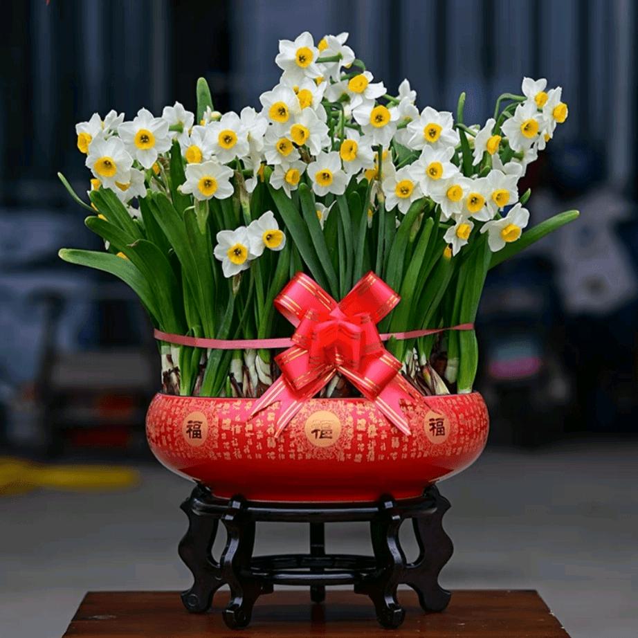 玖玖花卉