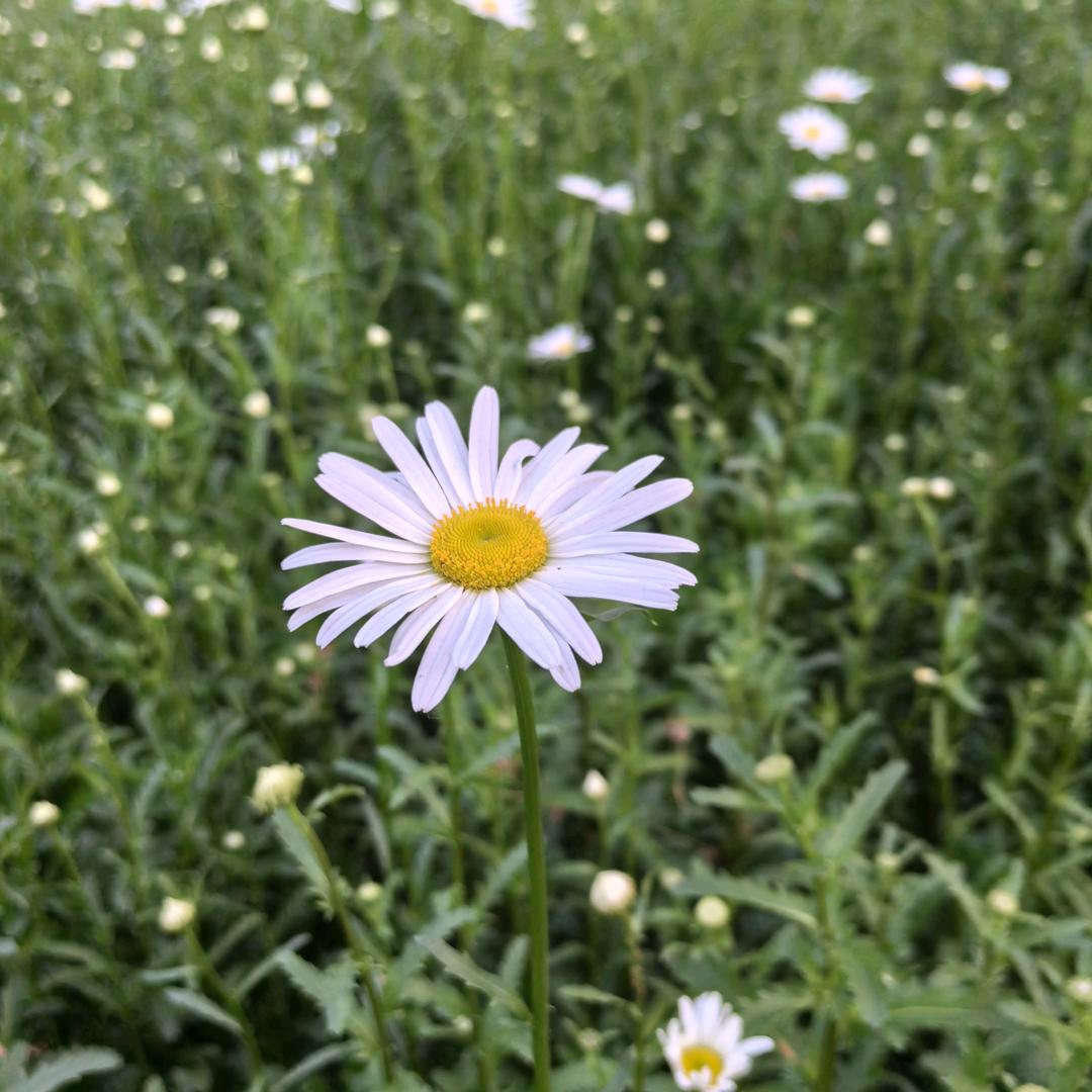 冬天啷个哩个啷百花香