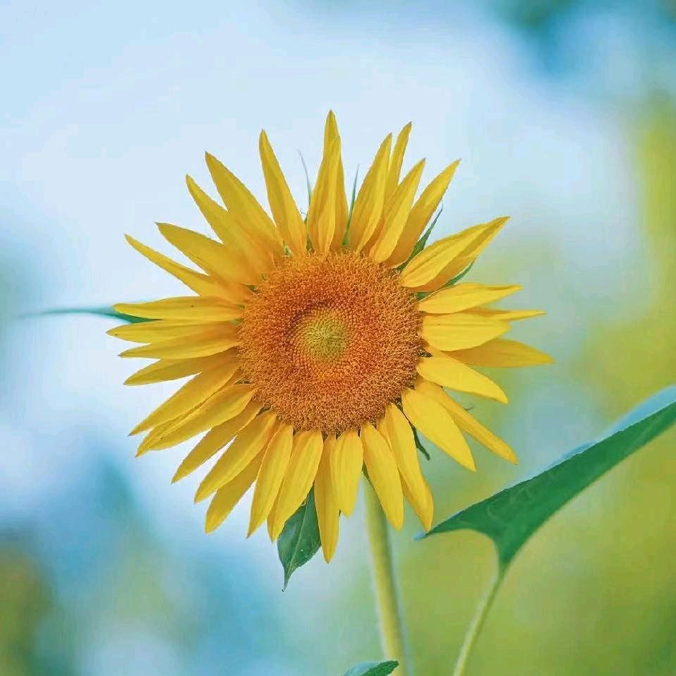 升学规划@蓝图司老师