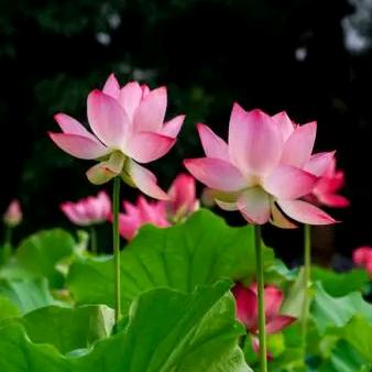 花开富贵999