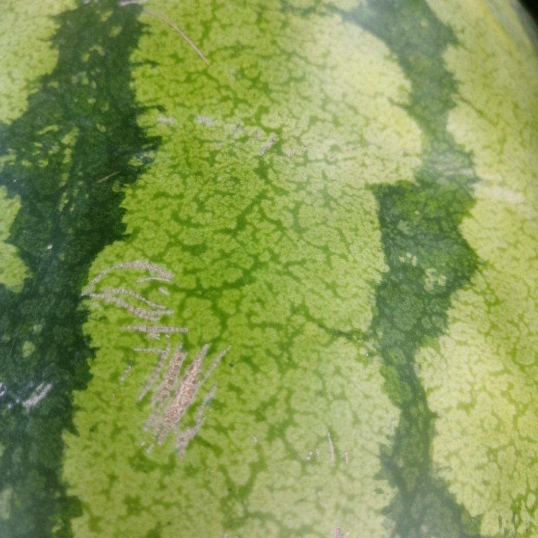 批发水果