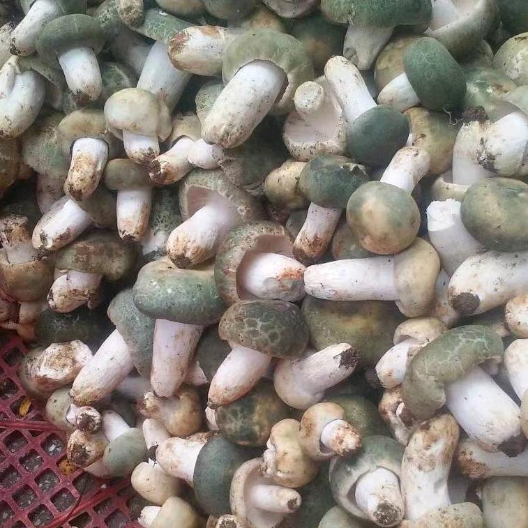 云南会泽孔雅不锈钢柴火灶批发零售，罗强。