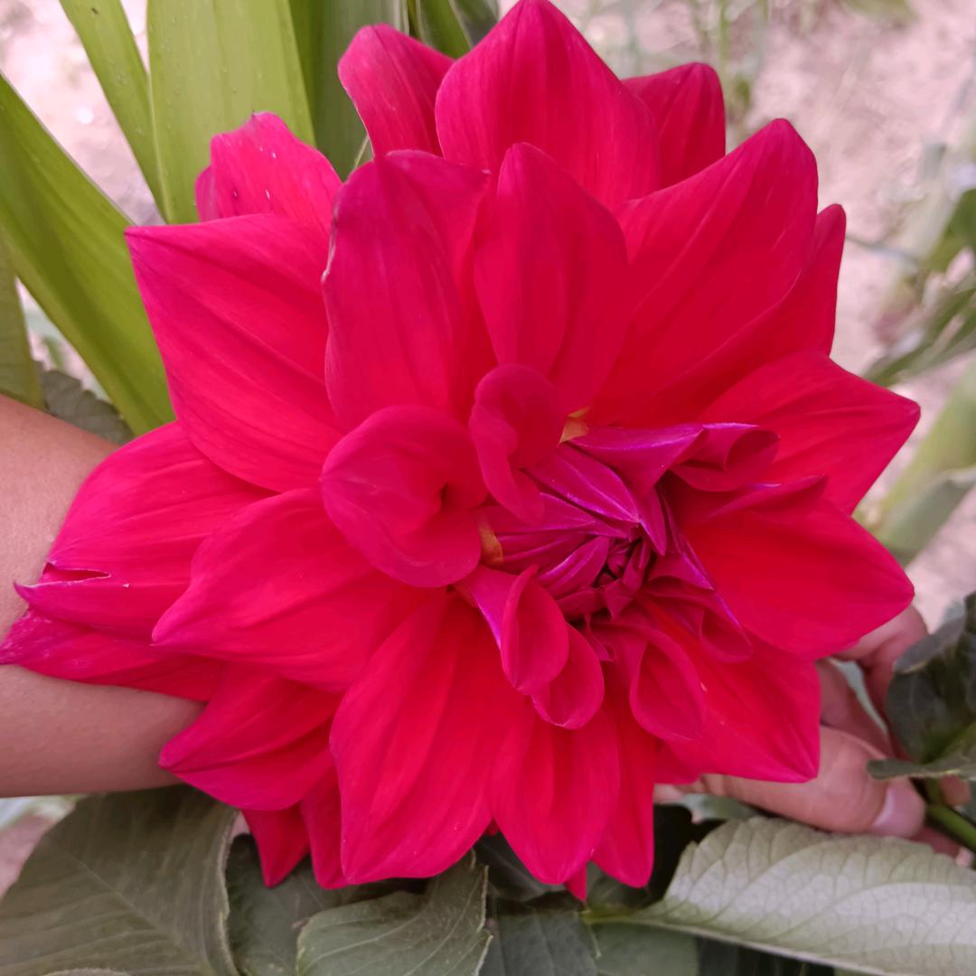 ༻暖❤️向阳༻