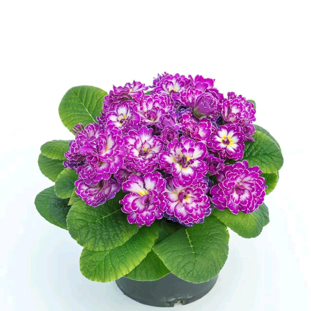 锦淘花卉坊