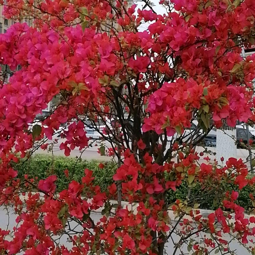 何二妹