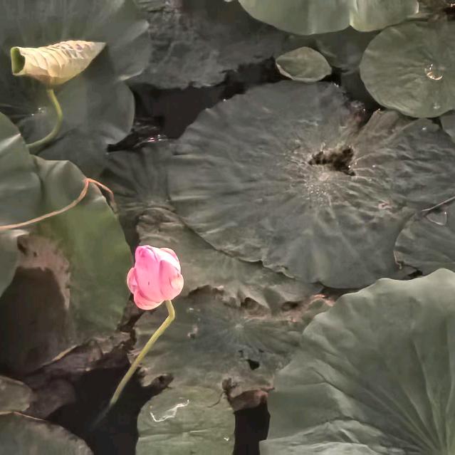 心里永远有个你