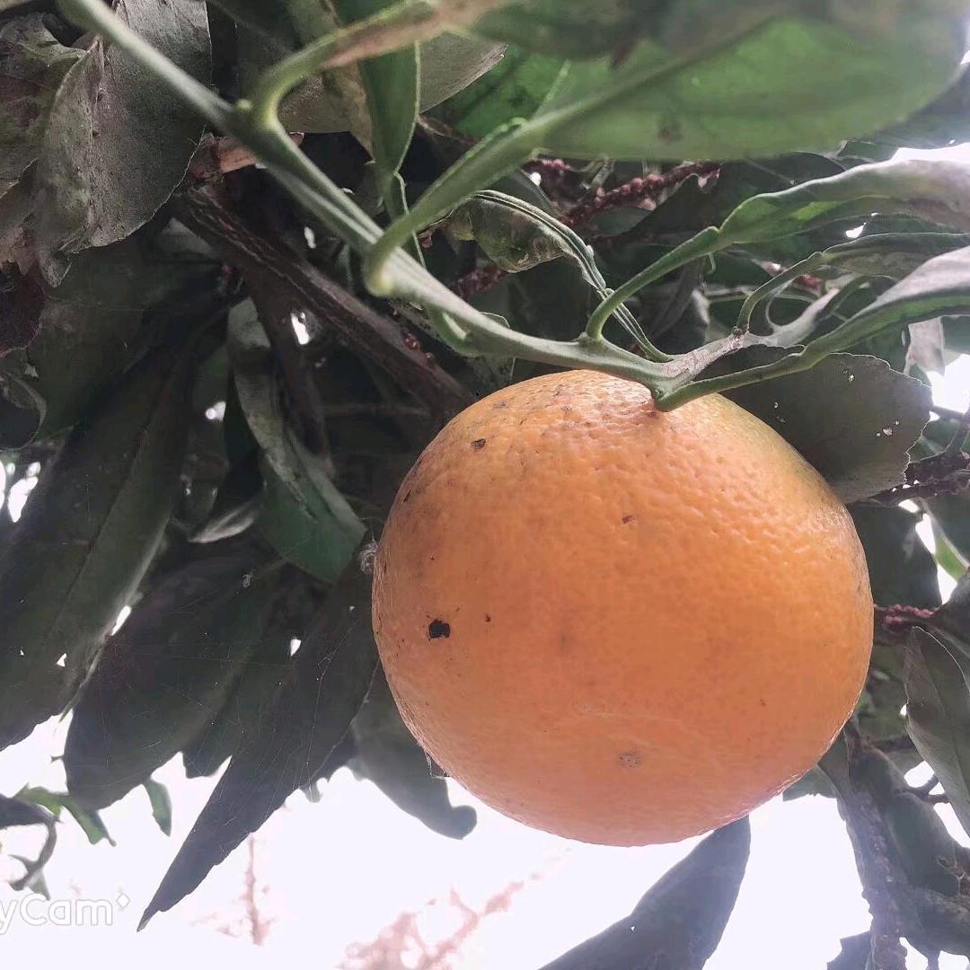 葫芦娃（凌荣林）