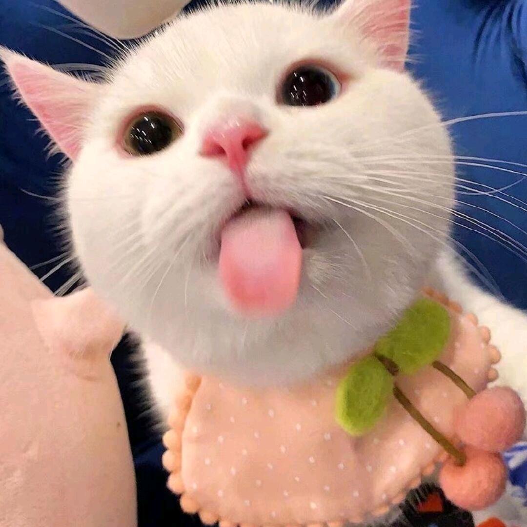 念🐰