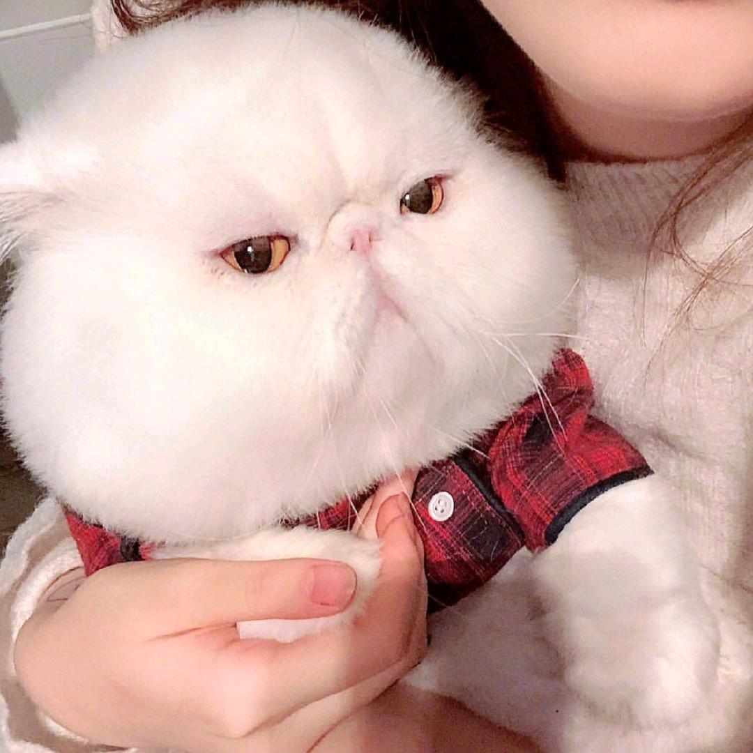 大脸猫爱吃鱼