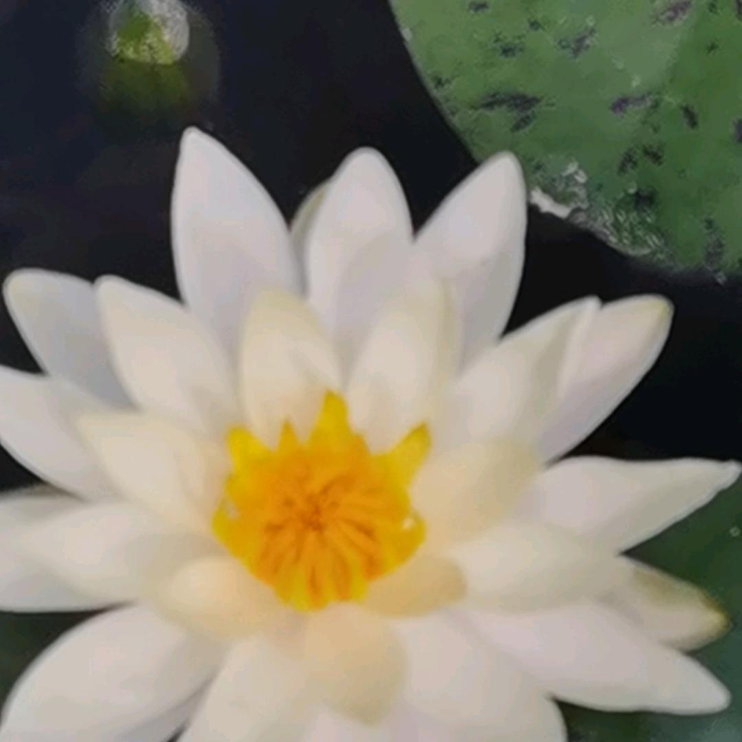 满眼星陈