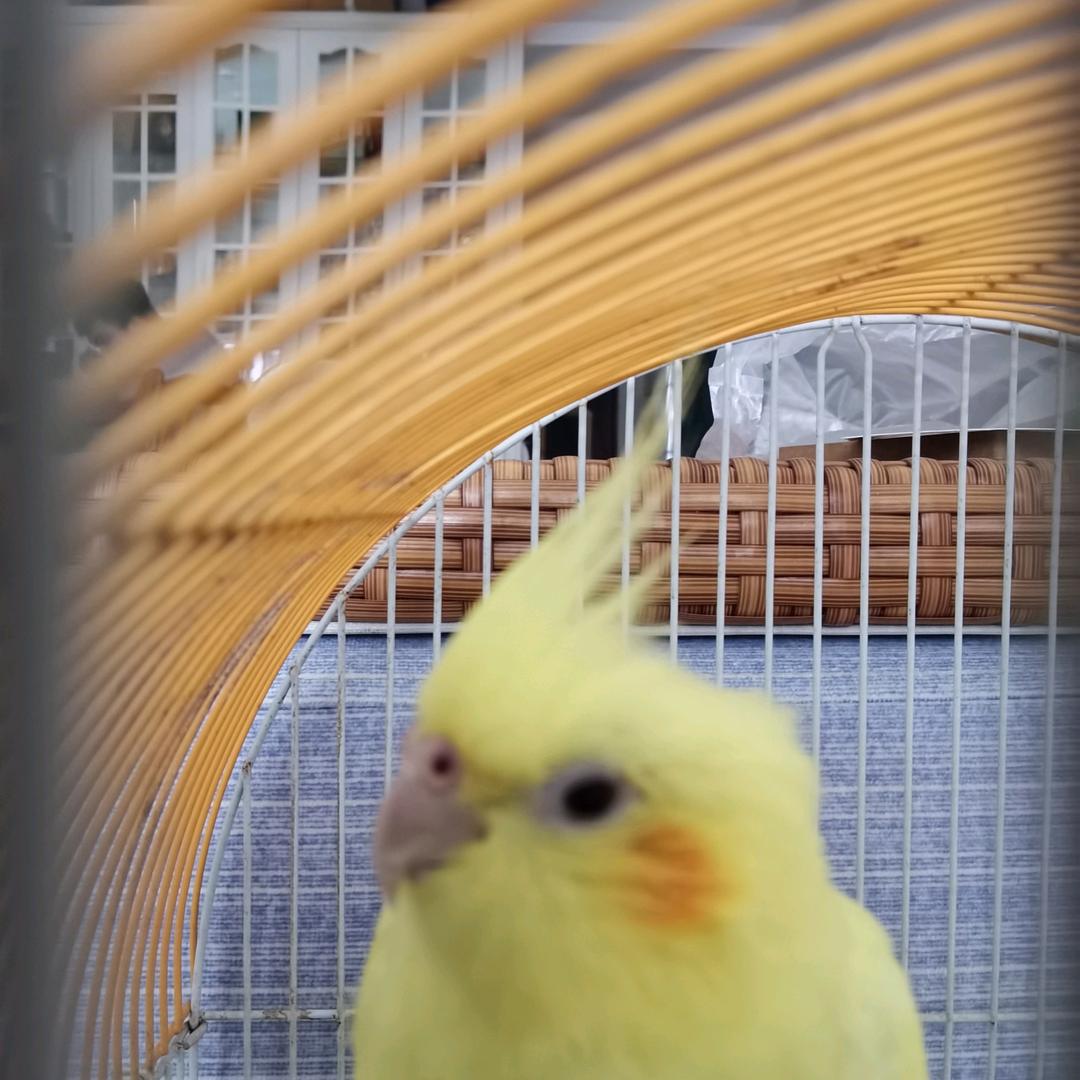 在下平兄