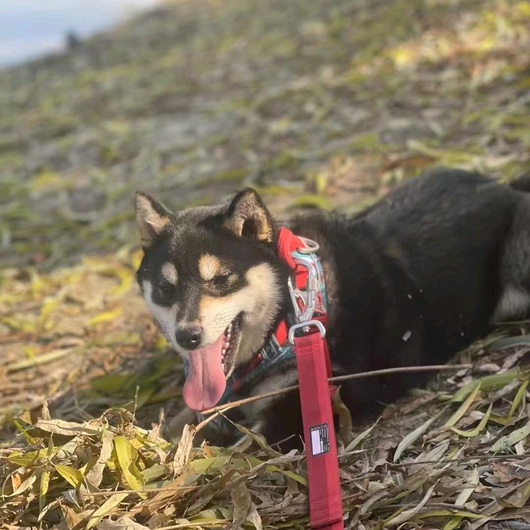 吃饱饱柴犬 2 号