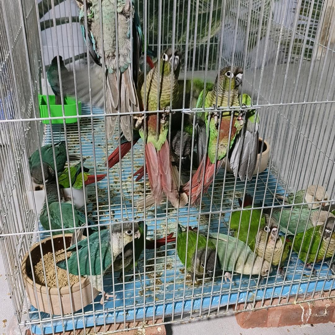喜鸟🦜