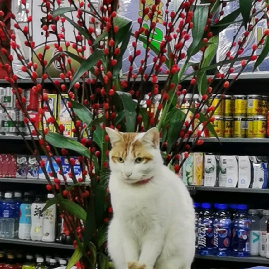 金桃