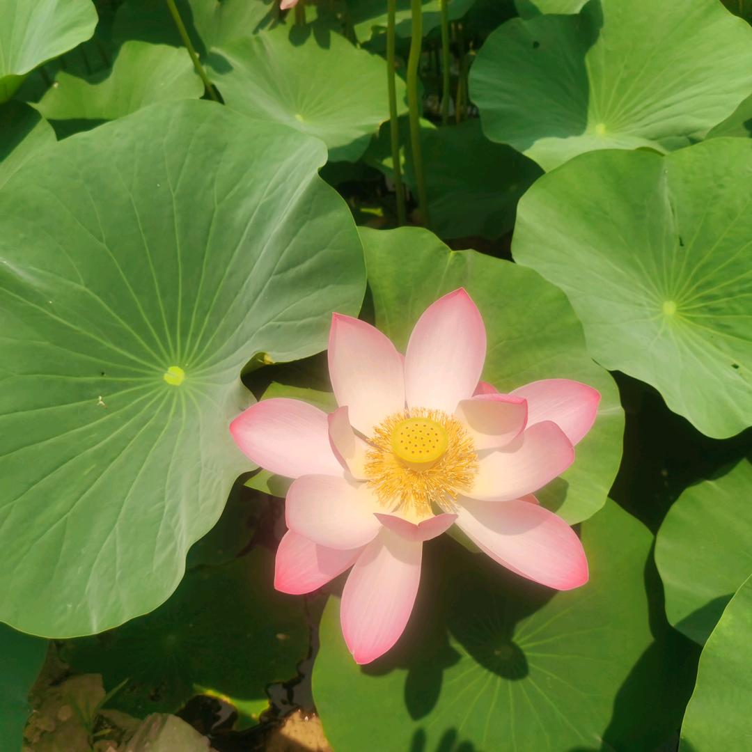 方派廷旺#功夫鹅#