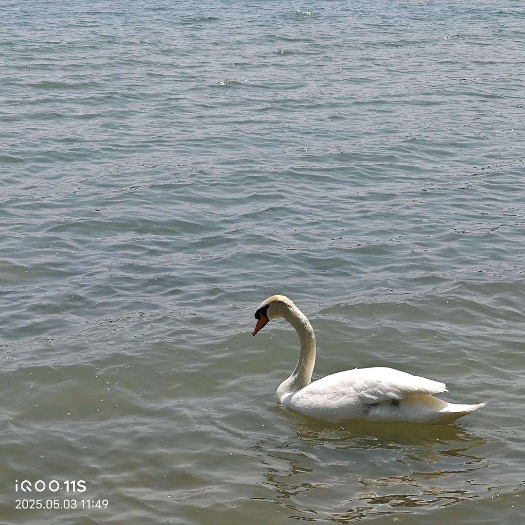 海棠.