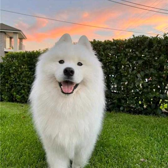 我是天上的云朵。