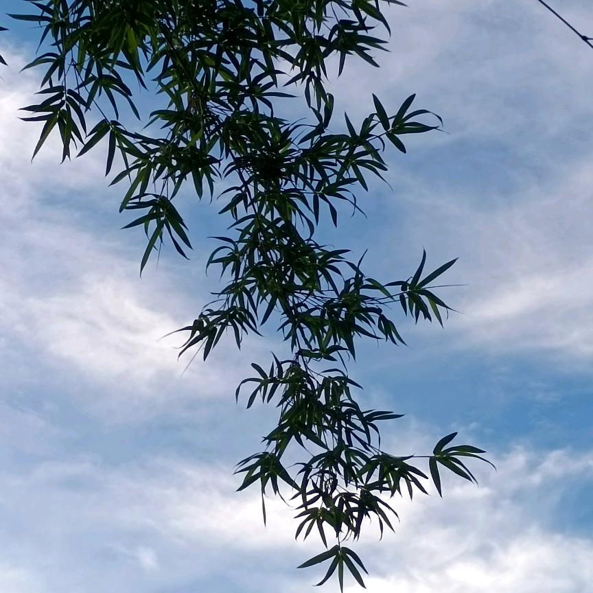 雪中梅