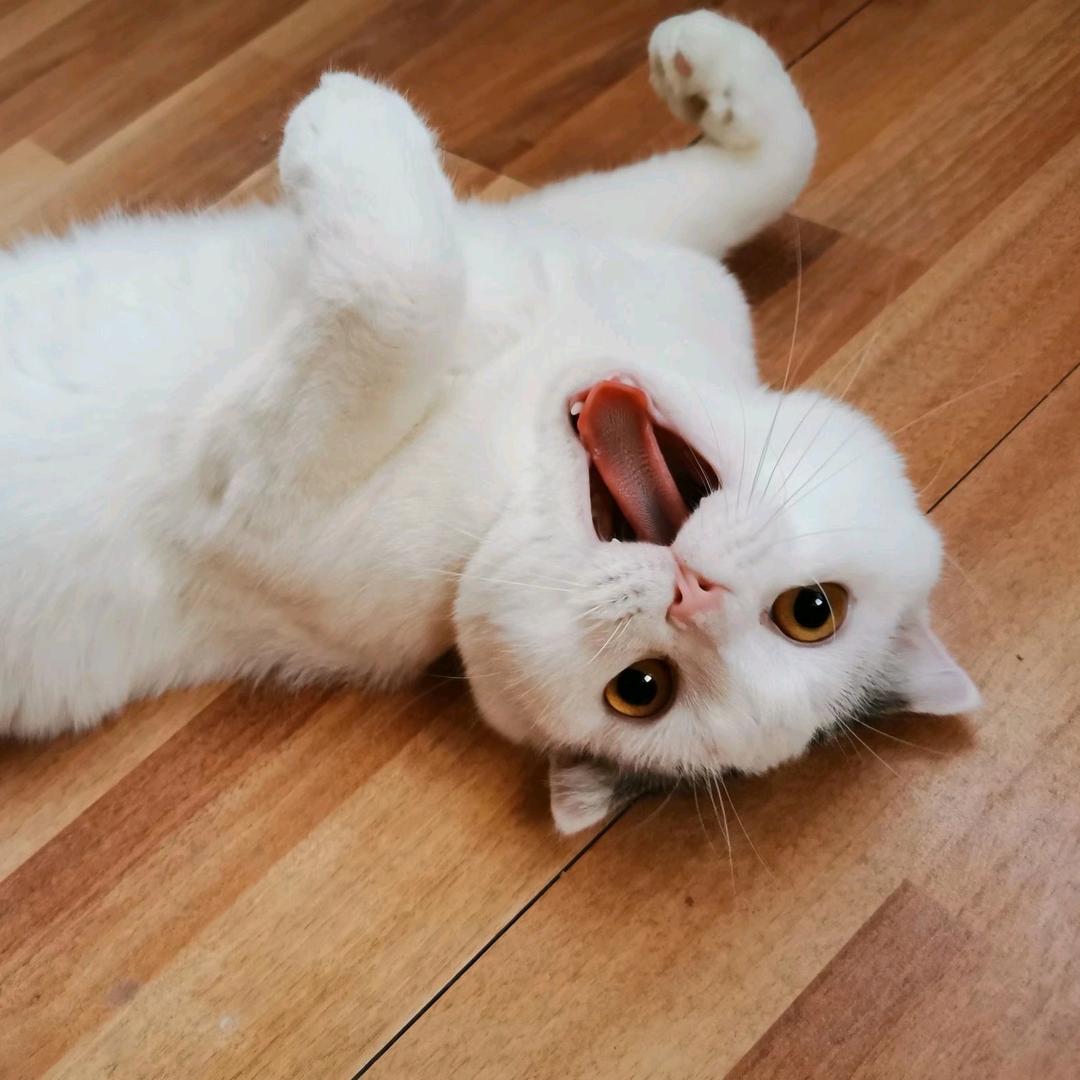 小熊猫它娘