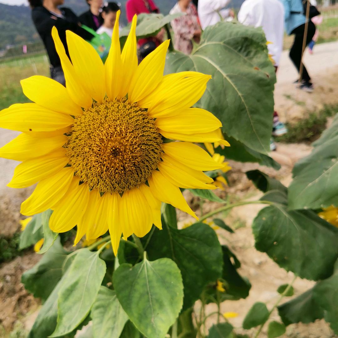 卖钱财的凤塘妹