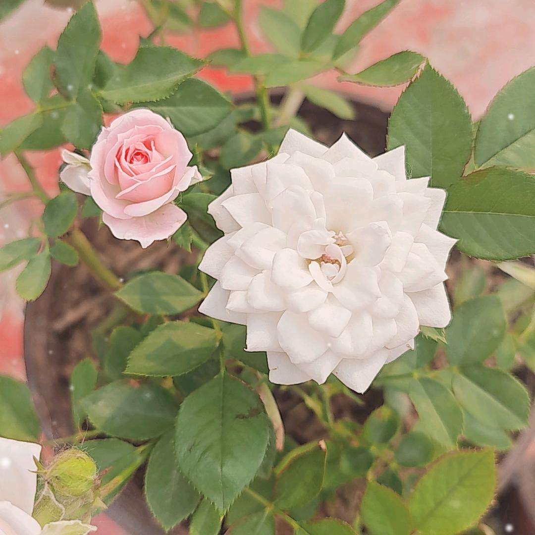 阿虎生活记录