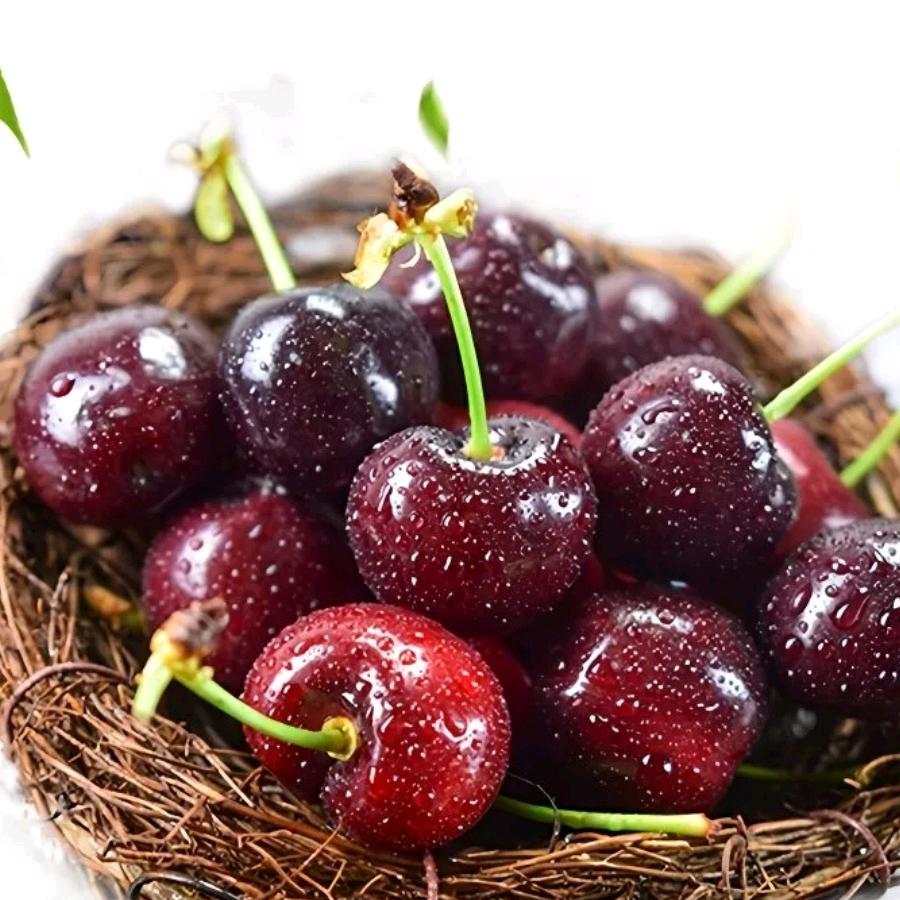 泰安陈坤精品果业批发